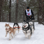 A man riding a sled behind four dogs.