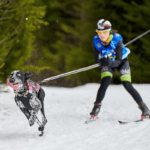 A woman on skis being pulled by a dog.