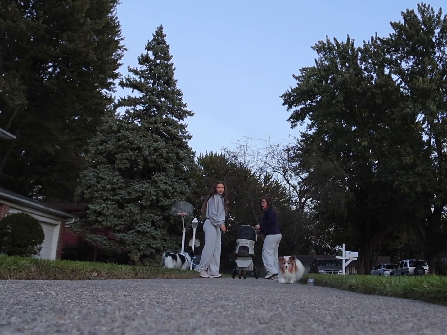 Two people walking dogs and a pet stroller down a tree-lined suburban street at dusk